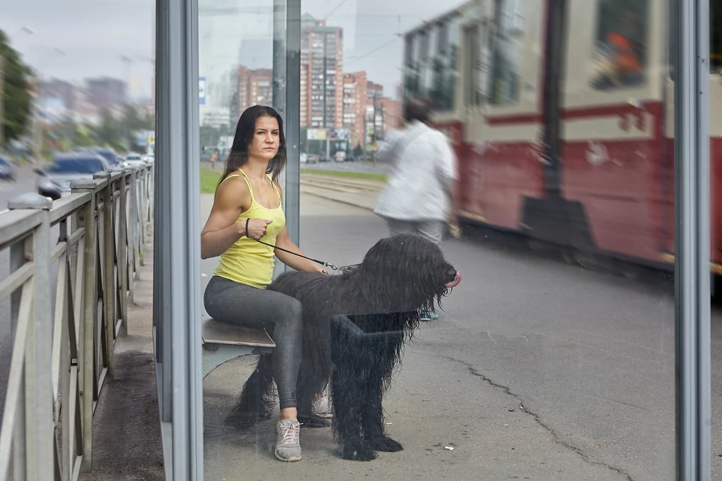 Podróżując tramwajem, autobusem, czy pociągiem z psem musimy zadbać o bezpieczeństwo nie tylko naszego pupila, ale także współtowarzyszy podróży