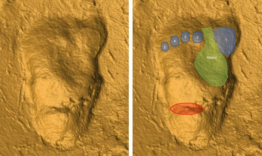 Naukowcy potwierdzili, że ślady sprzed 3,66 mln lat pochodzą od hominidów / Ellison J. McNutt