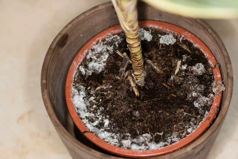 Notoryczne przelewanie roślin niesie ze sobą ryzyko procesów gnilnych w obrębie korzeni