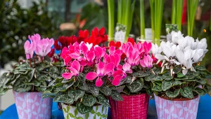 Te kwiaty możesz położyć na balkonie na całą jesień. Będą kwitły aż do mrozów