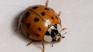 Biedronki zaczynają masowo wchodzić do domów. W ten sposób się ich pozbędziesz