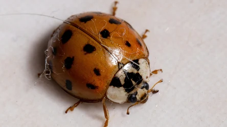 Jak pozbyć się biedronek azjatyckich z domu? 