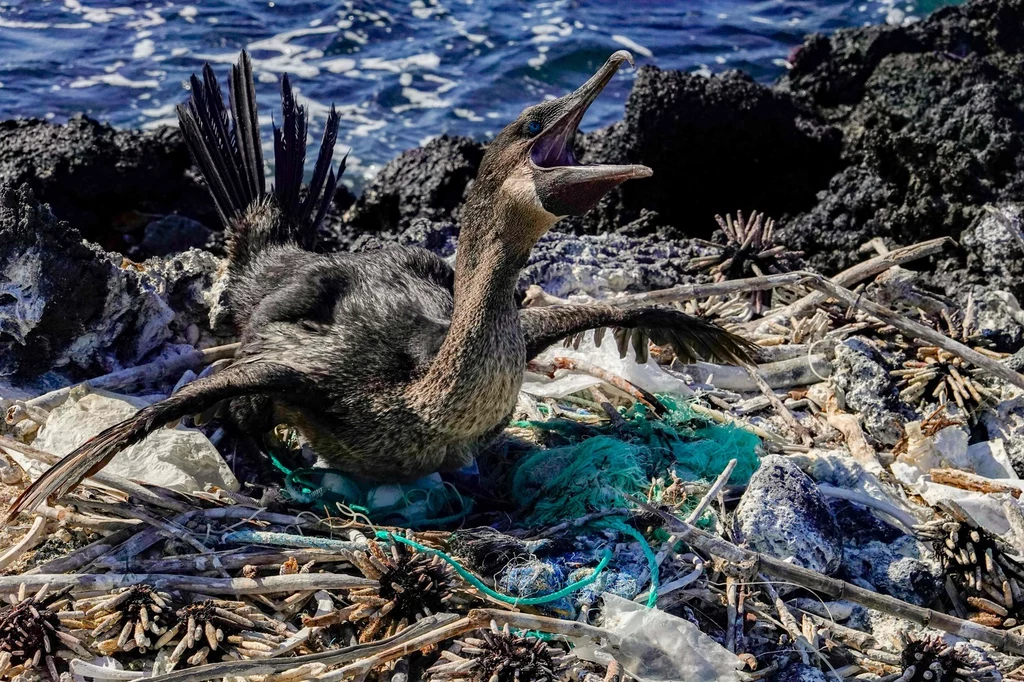 Śmieci ze sztucznej wyspy docierają m.in. na Galapagos