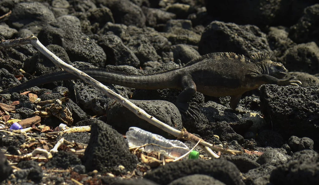 Na naturalnych rafach na Galapagos dotarła m.in. iguana morska 