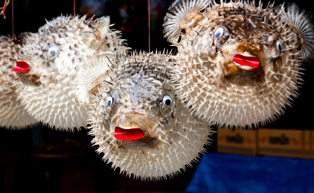 Trująca ryba fugu w postaci nadmuchanego balona 
