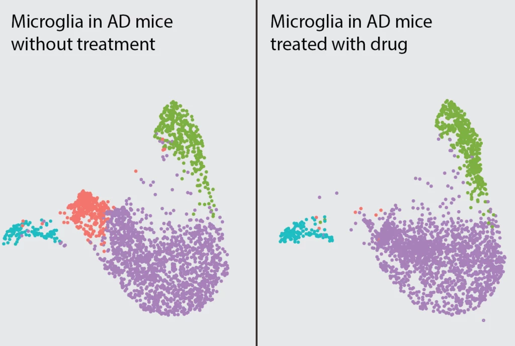 Leczenie lekiem MK2206 wyłączyło odmiany mikrogleju związanego z chorobą Alzheimera (różowy). Każda kropka przedstawia jedną komórkę mikrogleju, a różne kolory obrazują różne ich stany