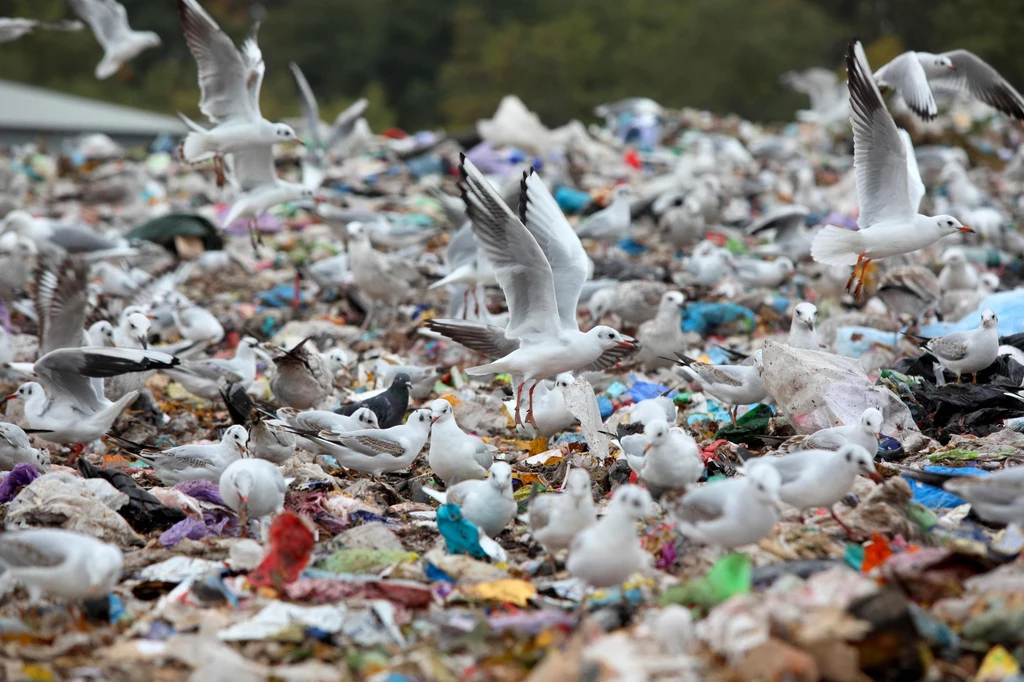 Mewy szukające pożywienia na składowisku odpadów pod Kijowem
