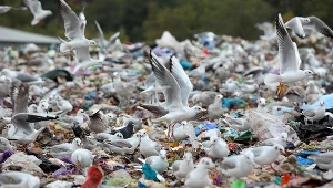 Mieszkańcy Walercina na Mazowszu walczą z wysypiskiem śmieci w samym centrum wsi (zdj. ilustracyjne)