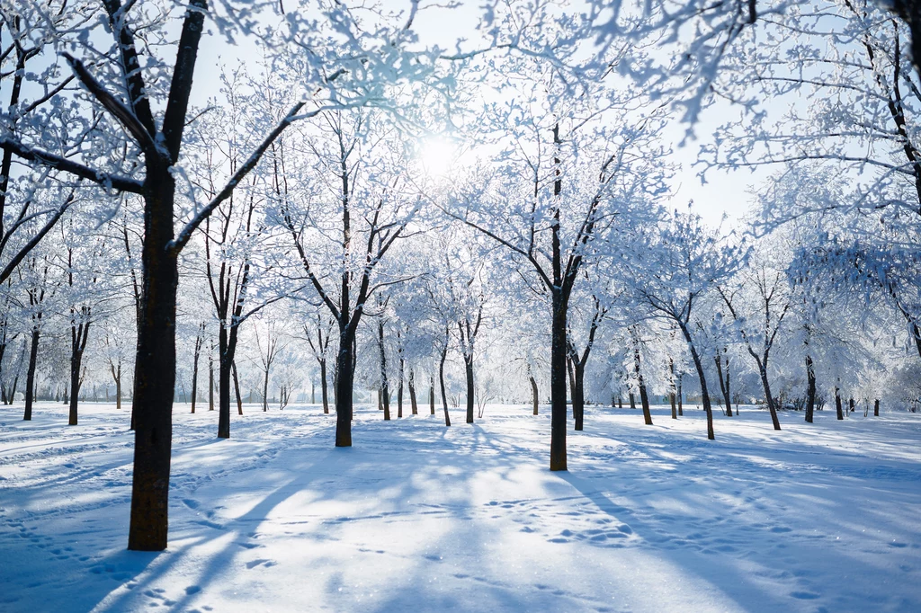 Pierwszy dzień kalendarzowej zimy wypada 22 grudnia