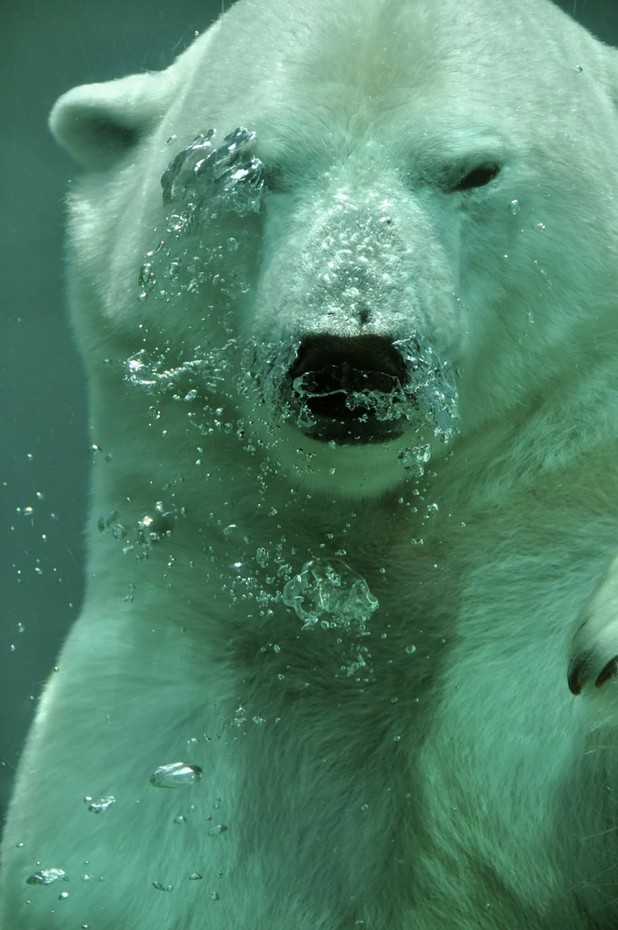 Jednymi z najbardziej zagrożonych ociepleniem Arktyki gatunków, są niedźwiedzie polarne