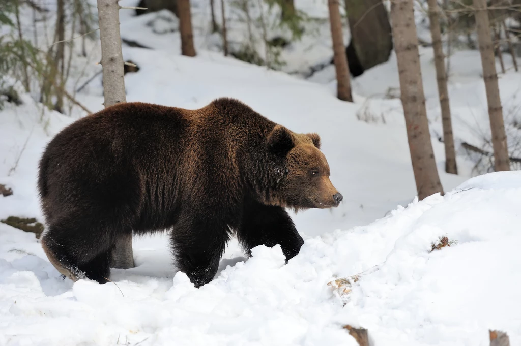 Nie wszystkie niedźwiedzie zapadły w sen zimowy (zdj. ilustracyjne)