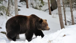 Zima w pełni, ale nie wszystkie niedźwiedzie śpią. Leśnicy ostrzegają