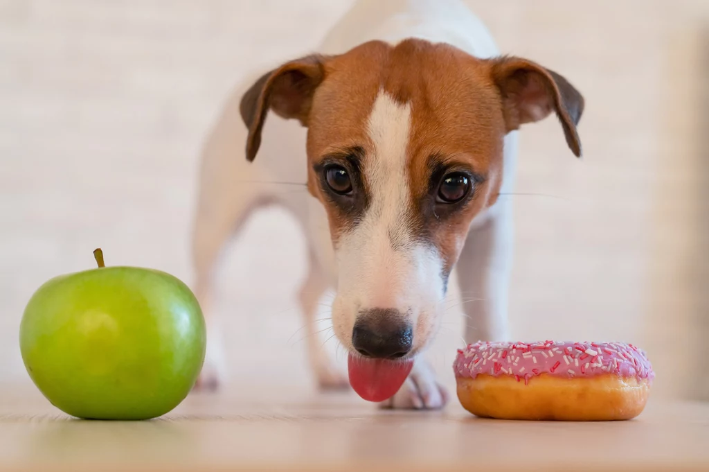 Czym może grozić cukrzyca u psa?