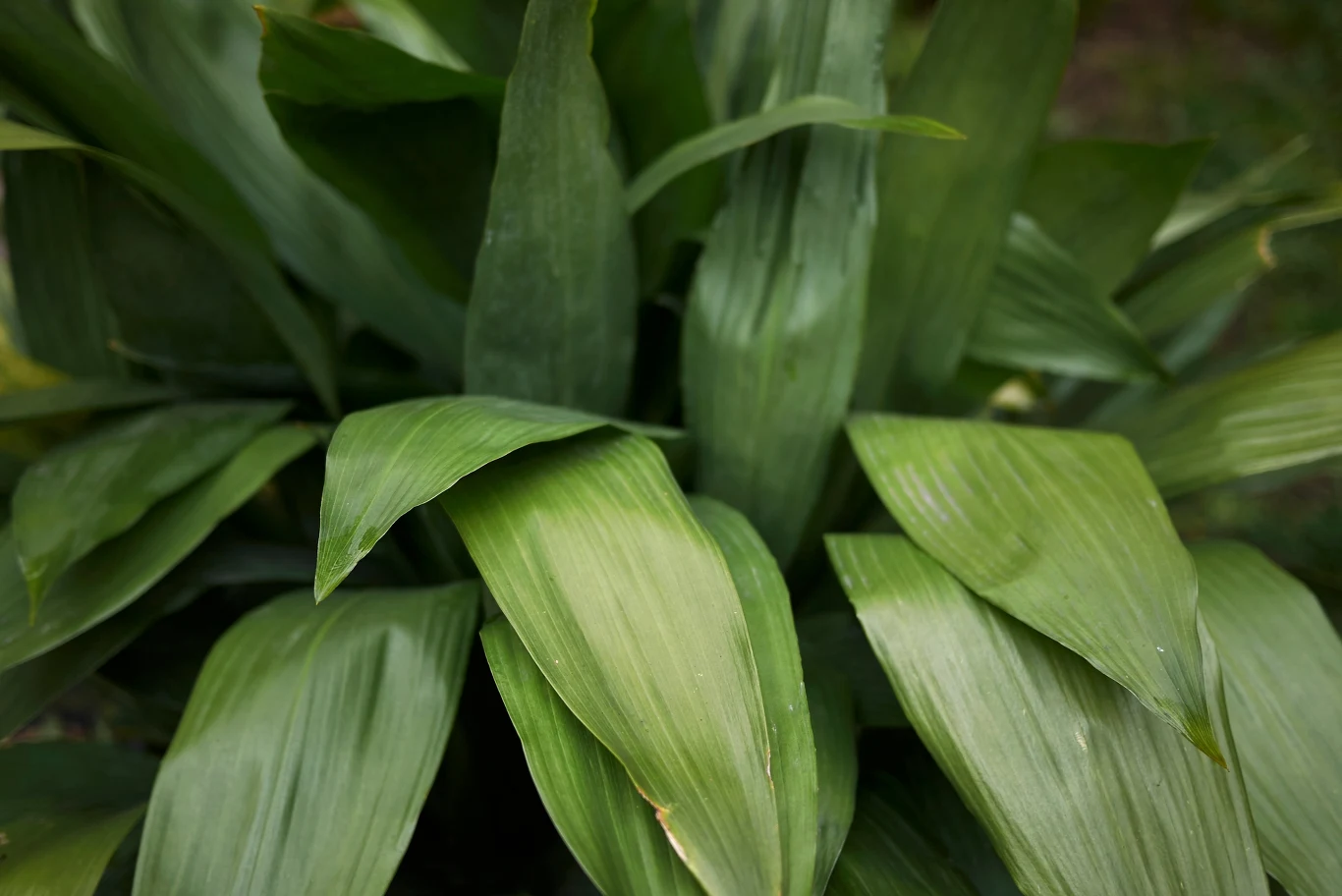 Aspidistra wyniosła nie boi się suszy, kurzu i cienia