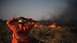 ​Rekordowe emisje dwutlenku węgla podczas tegorocznych pożarów lasów
