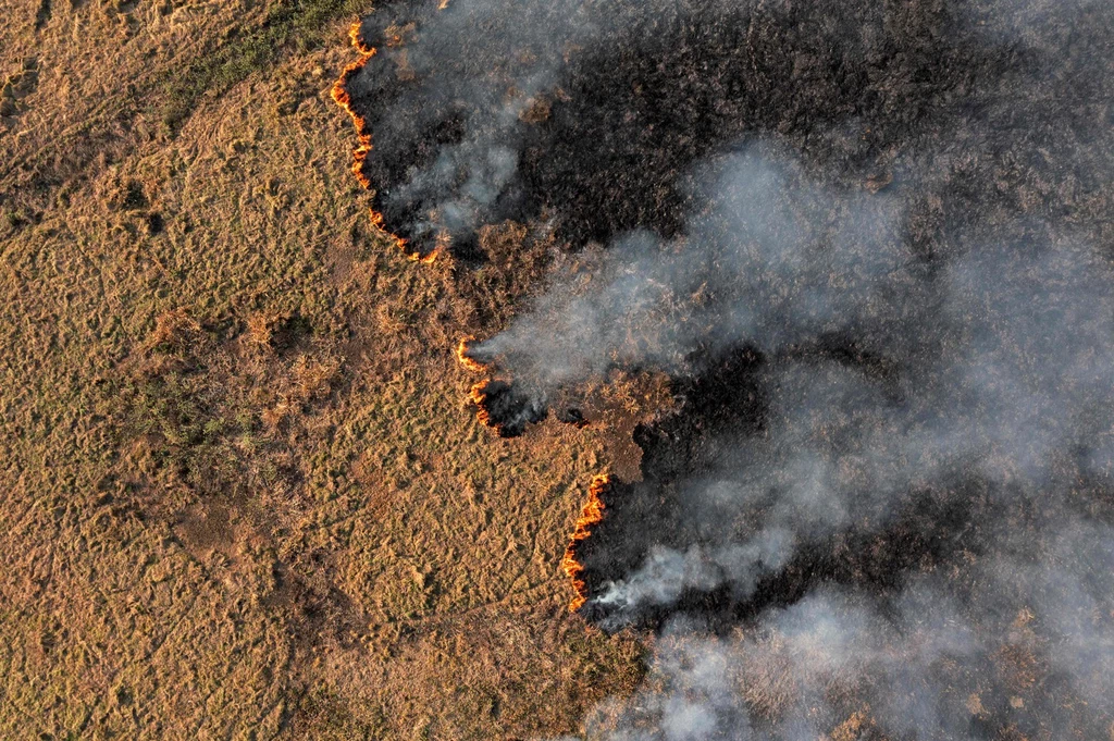 Pożary lasów nękają już prawie każdy kontynent
