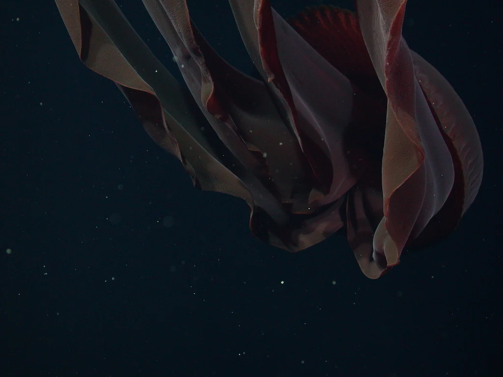 Na zwierzę natrafiła bezzałogowa łódź podwodna