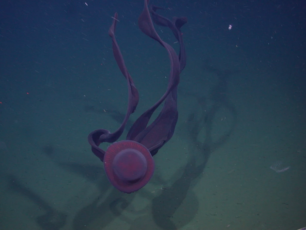 Meduzy to jedne z najpowszechniejszych stworzeń zamieszkujących głębiny