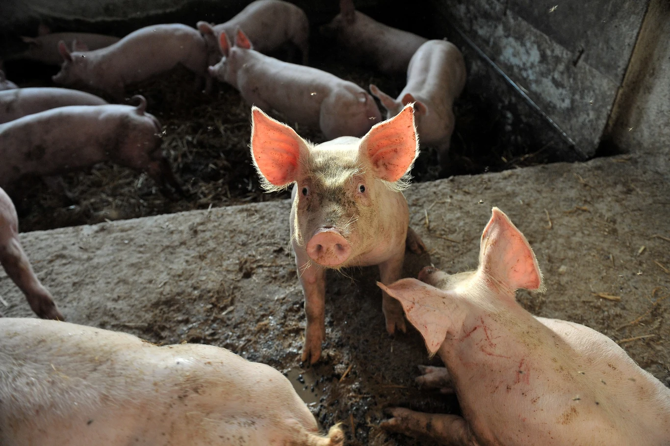 Czy świnie zasługują na śmierć, kiedy jednocześnie psy i koty obdarzamy miłością? Czy świnie zasługują na śmierć, kiedy jednocześnie psy i koty obdarzamy miłością?
