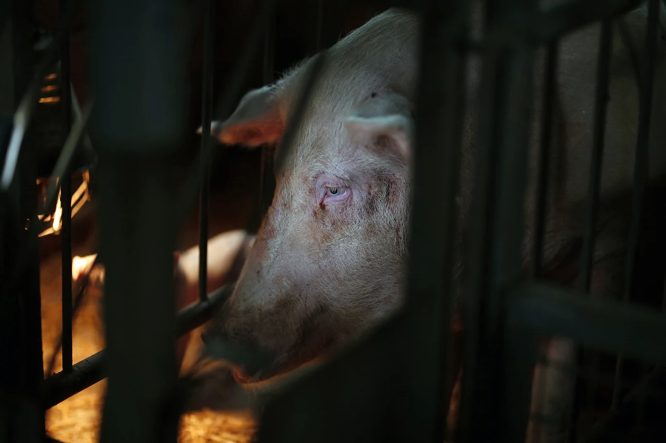 Zwierzęta trzymane w klatkach doświadczają dużego stresu i cierpienia
