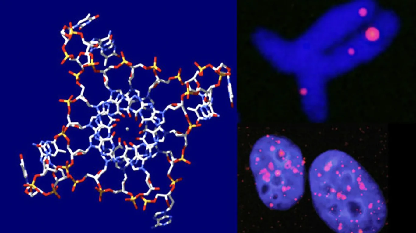 Kwadrupleks DNA Kwadrupleks DNA