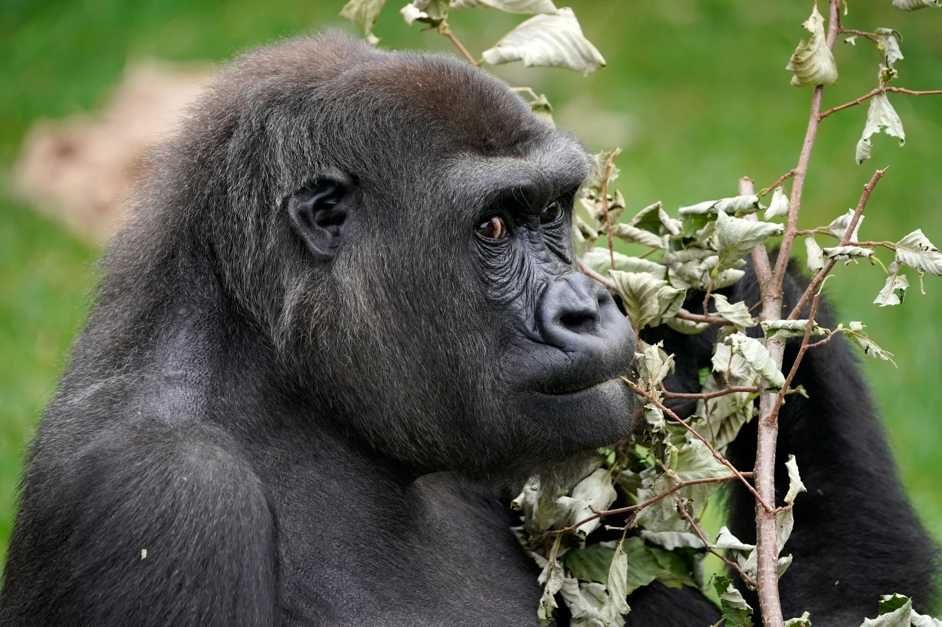Goryl nizinny. Naczelne są słusznie uważane za bardzo inteligentne i świadome zwierzęta. Goryl nizinny. Naczelne są słusznie uważane za bardzo inteligentne i świadome zwierzęta.