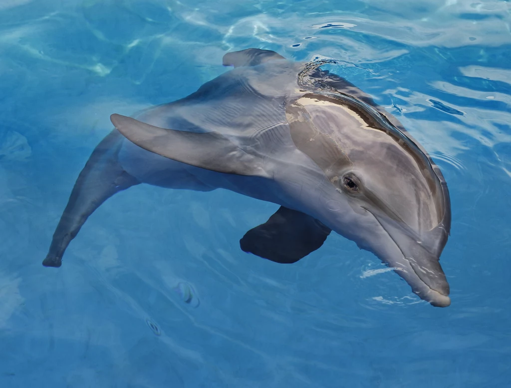 Delfiny zostały uznane przez Indie za osoby pozaludzkie ze względu na swoją niezwykłą inteligencję i samoświadomość.