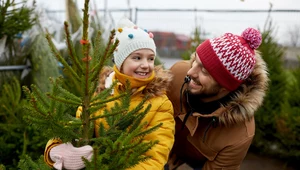 Naturalna choinka dobra dla zdrowia. To prawie jak leśna kąpiel 