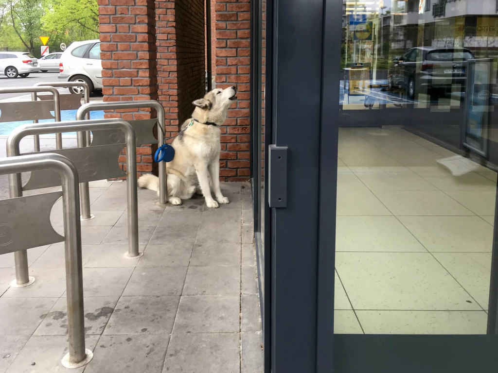 Pies zostawiony pod sklepem nie ma pojęcia, czy jego właściciel po niego wróci. Poziom myślenia nie pozwala psu przewidywać następstw zdarzeń 