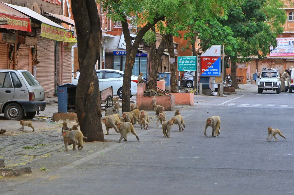 Małpy dosłownie terroryzowały mieszkańców Delhi i innych indyjskich miast