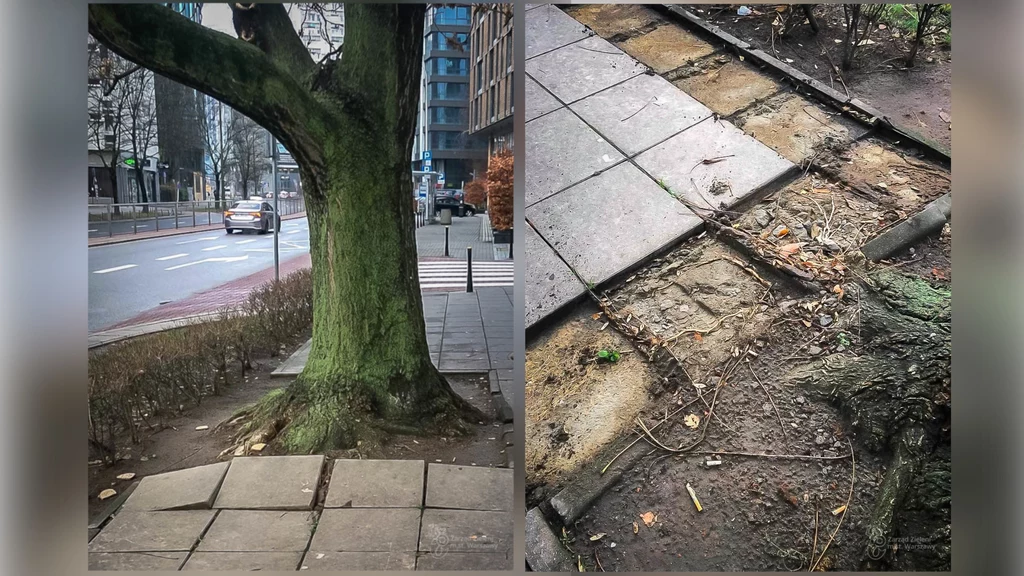 Władze Warszawy pracują nad innowacyjnym chodnikiem, który ma ochraniać korzenie drzew