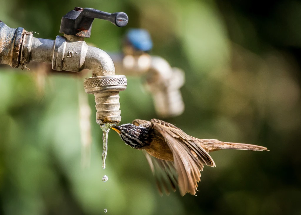 Ptak pijący wodę z kranu. Oszczędzanie wody było tematem jednego z ekologicznym projektów programu Erasmus+.