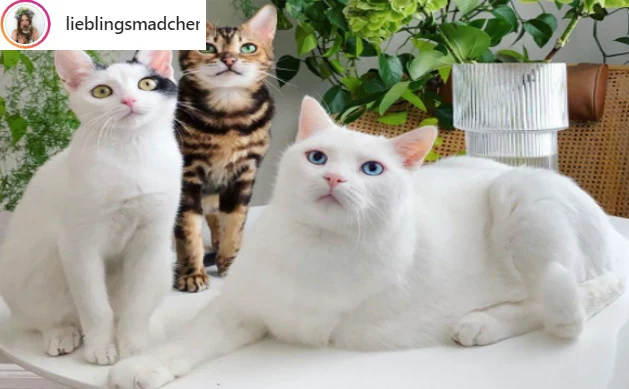 Instagramem influencerki z Berlina rządzą te trzy wyjątkowe koty