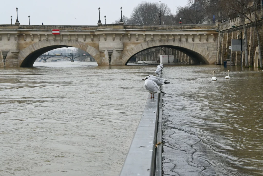 Najsłynniejsza rzeka Francji to dziś niebezpieczny ściek