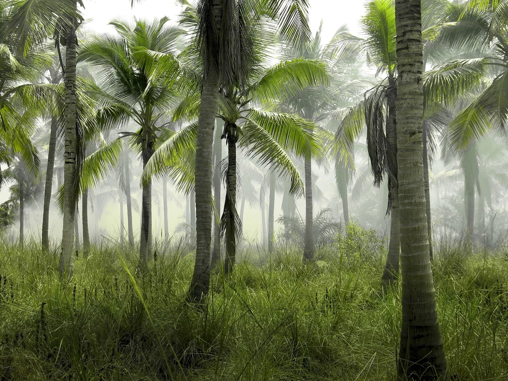 Lasy tropikalne poradzą sobie same - musimy im tylko nie przeszkadzać