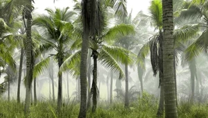 ​Lasy tropikalne mogą się zregenerować zaledwie w 20 lat. Wystarczy im nie przeszkadzać