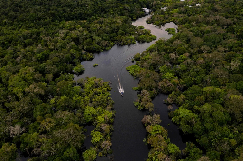 Amazonia, jako las tropikalny, może odnowić się sama. Wystarczy jej w tym nie przeszkadzać, ani nie sadzić drzew