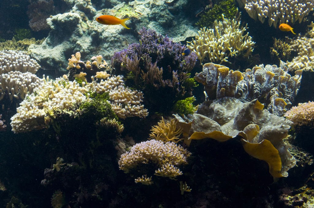 Jednym z największych zagrożeń dla raf koralowych są zmiany klimatu.