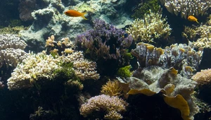 Sukces odbudowy raf koralowych. Zabrzmiała orkiestra podwodnych dźwięków 