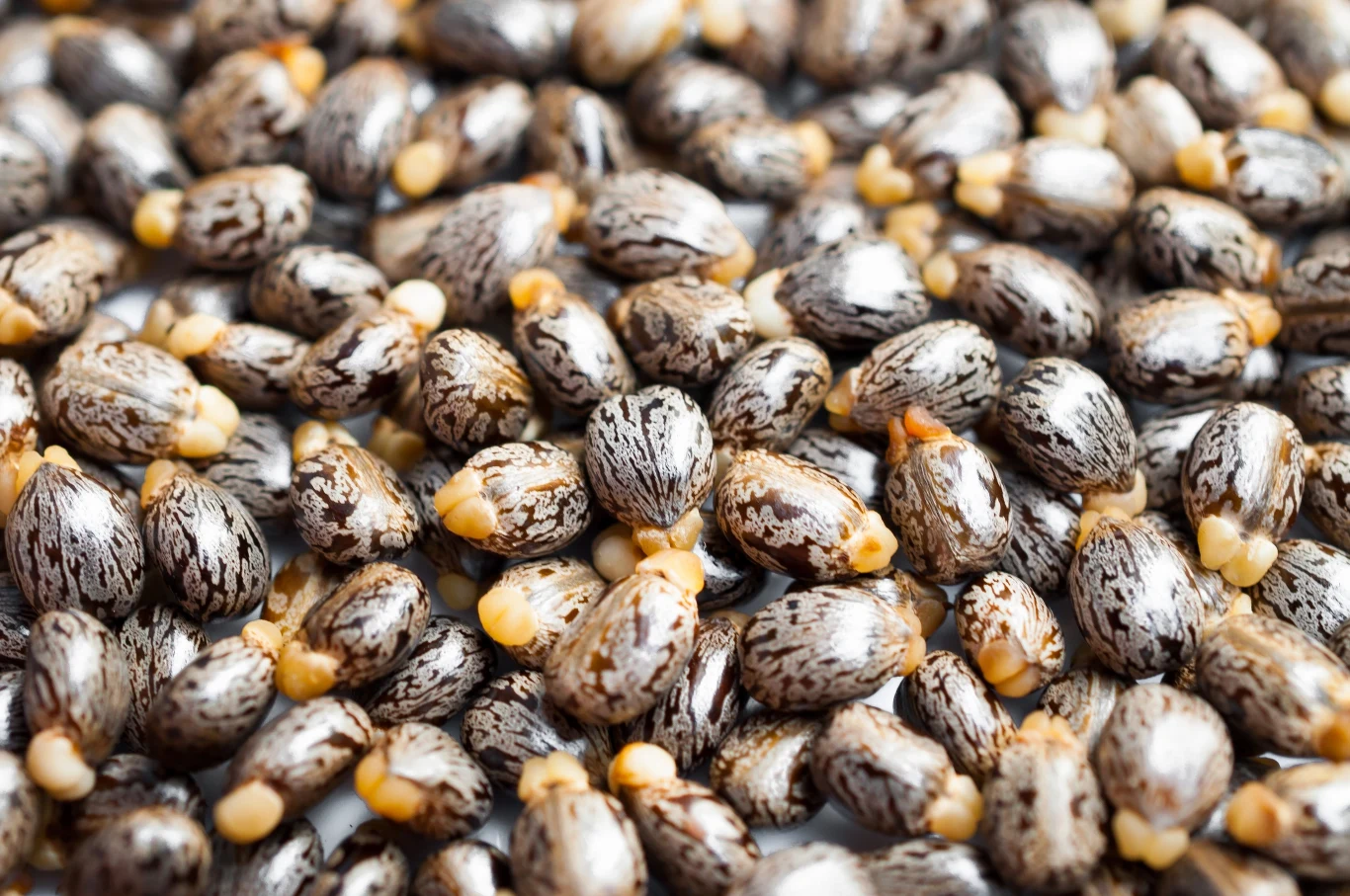 Olej rycynowy otrzymuje się z nasion rącznika pospolitego