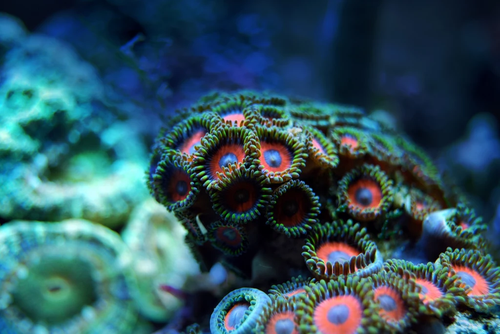 Bioróżnorodność jest dla raf koralowych kluczowa