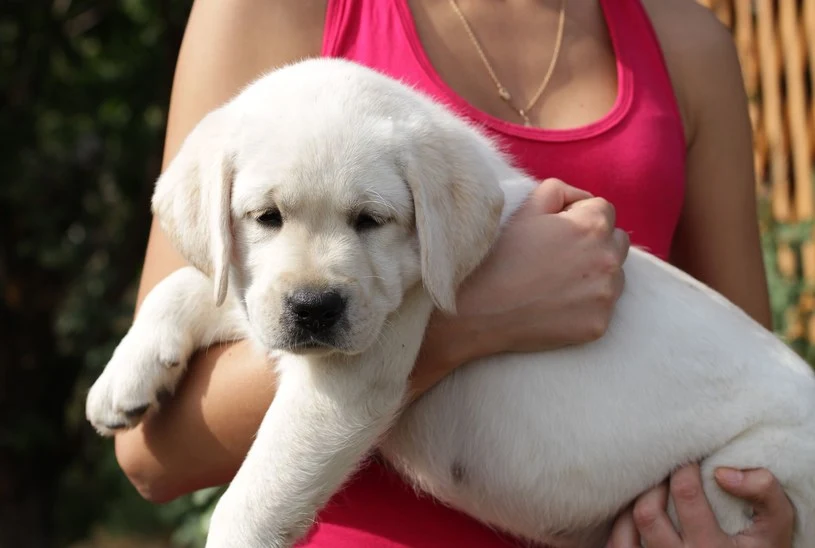 Pies to nie tylko radość, ale ogromna odpowiedzialność i jego pojawienie się w domu zawsze powinno być dokładnie przemyślane 