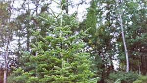 Myślisz, że możesz wyciąć choinkę ze swojej działki? Lepiej przeczytaj, zanim słono zapłacisz 