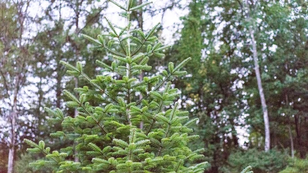 O czym pamiętać, zanim wytniemy choinkę ze swojej działki?