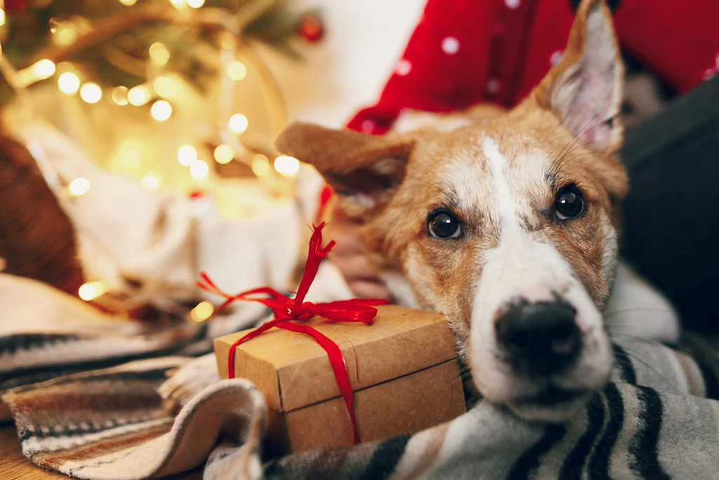 Pies jest żywą, czującą oraz myślącą istota. Wkładanie go do prezentowego pudła i ofiarowywanie drugiej osobie jest skrajną nieodpowiedzialnością za los tego zwierzęcia 