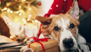 Pies w czasie świąt może okazać się skarbem. Oto jest powód