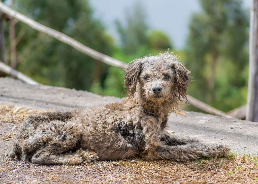 Psy, które okazały się być nietrafionym prezentem, często kończą porzucone w lesie lub przy drodze 