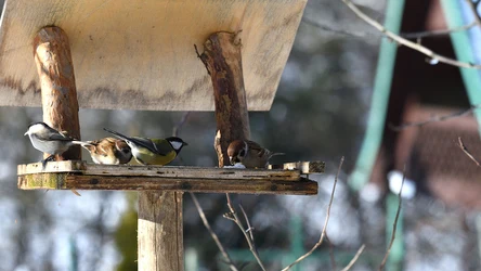 ​Chcesz przyciągnąć ptaki do karmnika? Koniecznie wrzuć to do środka