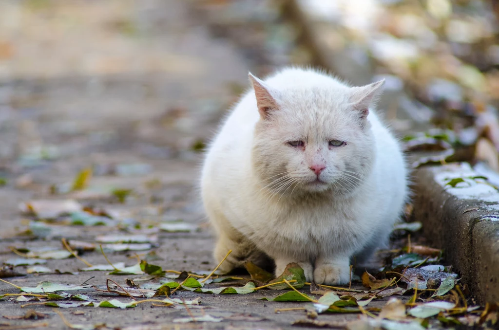 Do przyczyn bezdomności kotów można zaliczyć m.in. porzucenie przez właścicieli