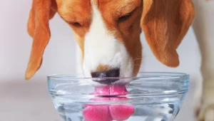 Zostawiasz tak psie miski? Lepiej zobacz, co może się w nich zagnieździć